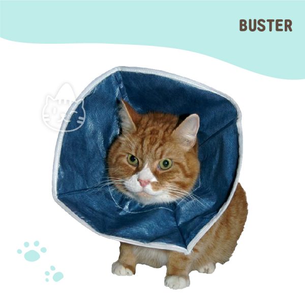 BUSTER丹麥貓用軟式消耗性頸圈 1入(綁帶式成貓用不分尺寸)